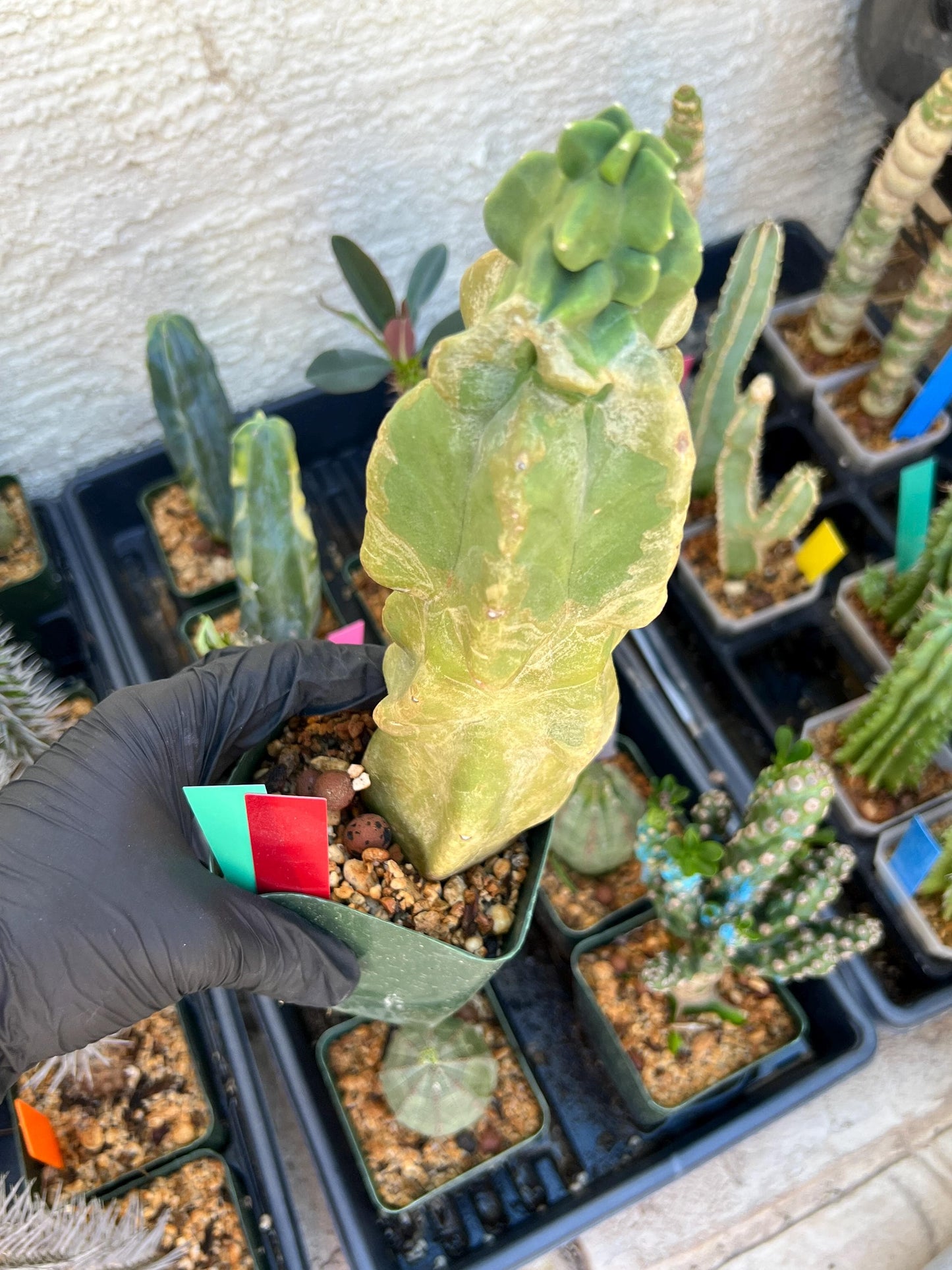 Lophocereus Schottii Monstrose (By-Gr) | Imported Cactus