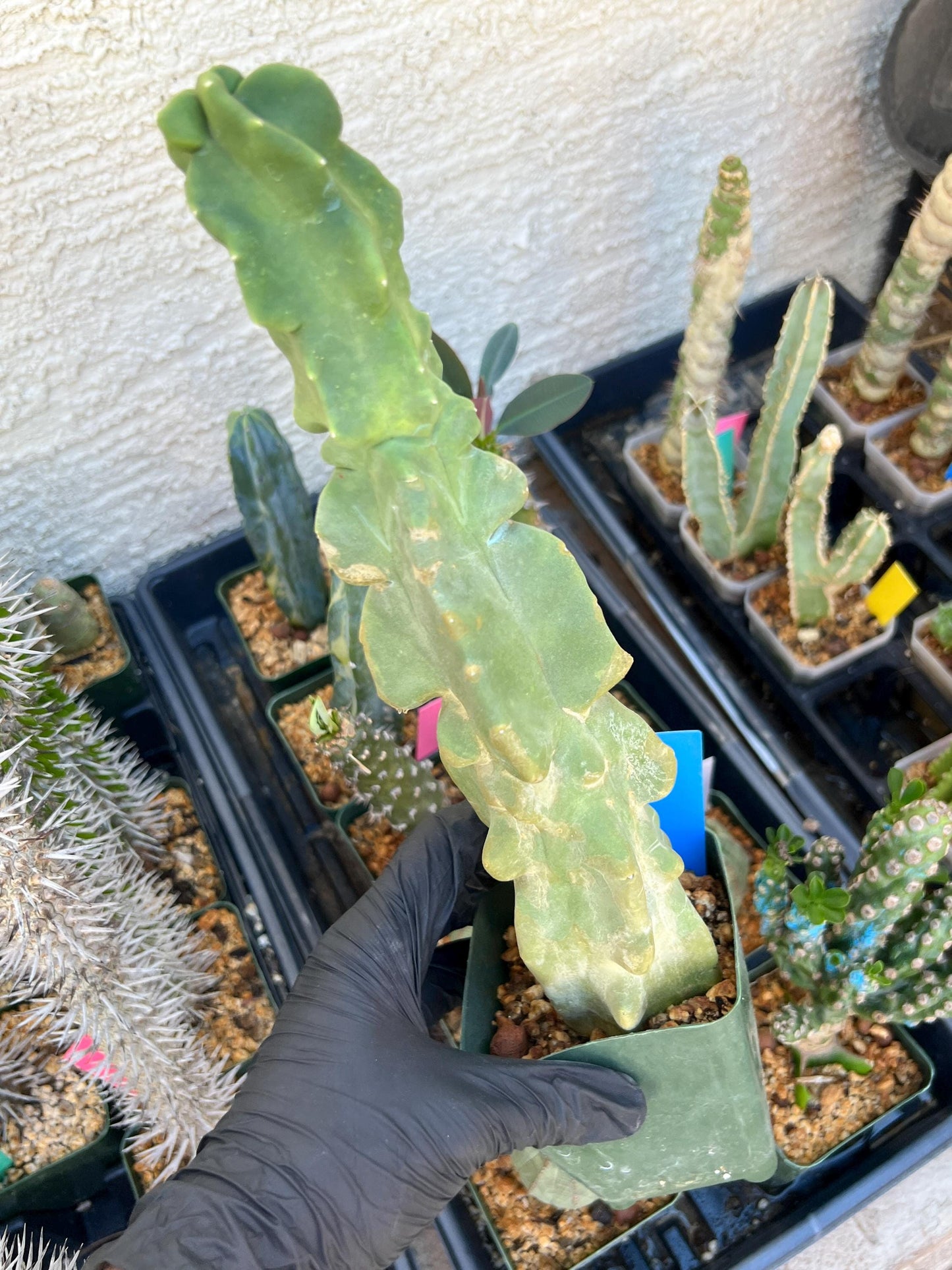 Lophocereus Schottii Monstrose (By-Gr) | Imported Cactus