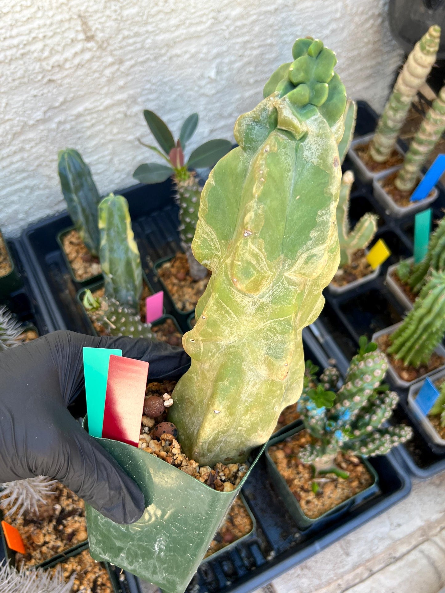 Lophocereus Schottii Monstrose (By-Gr) | Imported Cactus