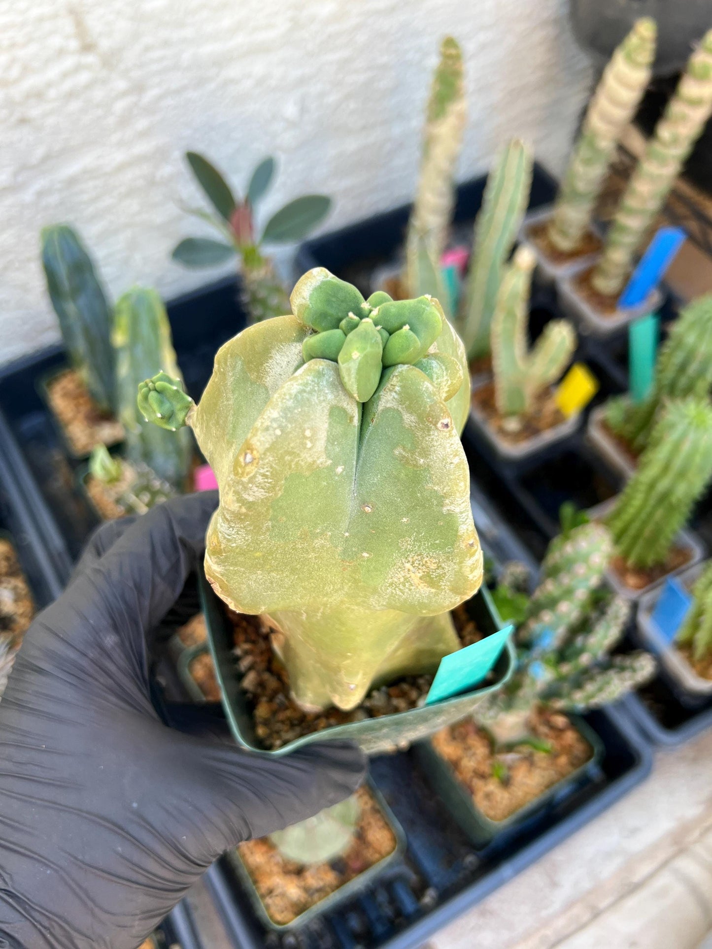 Lophocereus Schottii Monstrose (Green) | Imported Cactus