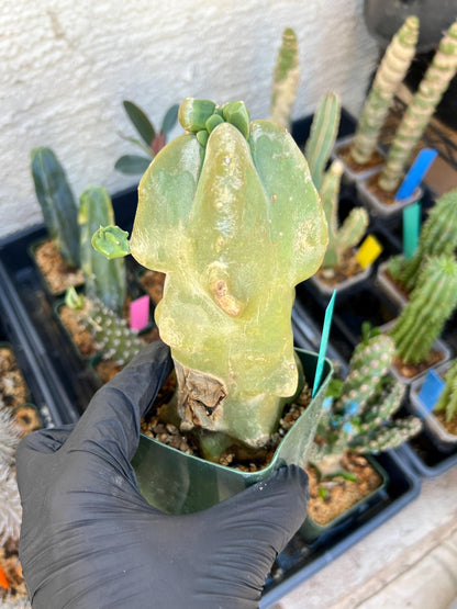 Lophocereus Schottii Monstrose (Green) | Imported Cactus