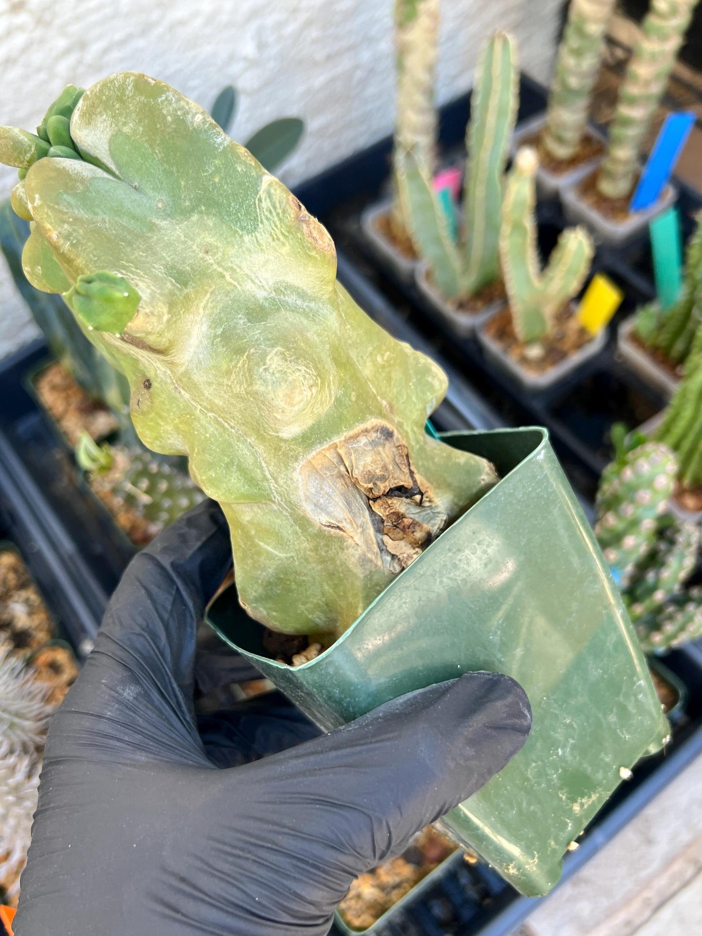 Lophocereus Schottii Monstrose (Green) | Imported Cactus
