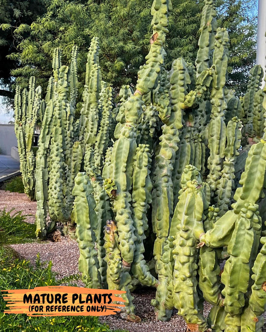 Lophocereus Schottii Monstrose | Imported Cactus | Rare Succulent
