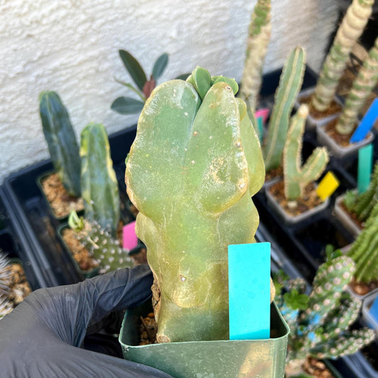 Lophocereus Schottii Monstrose (Green) | Imported Cactus