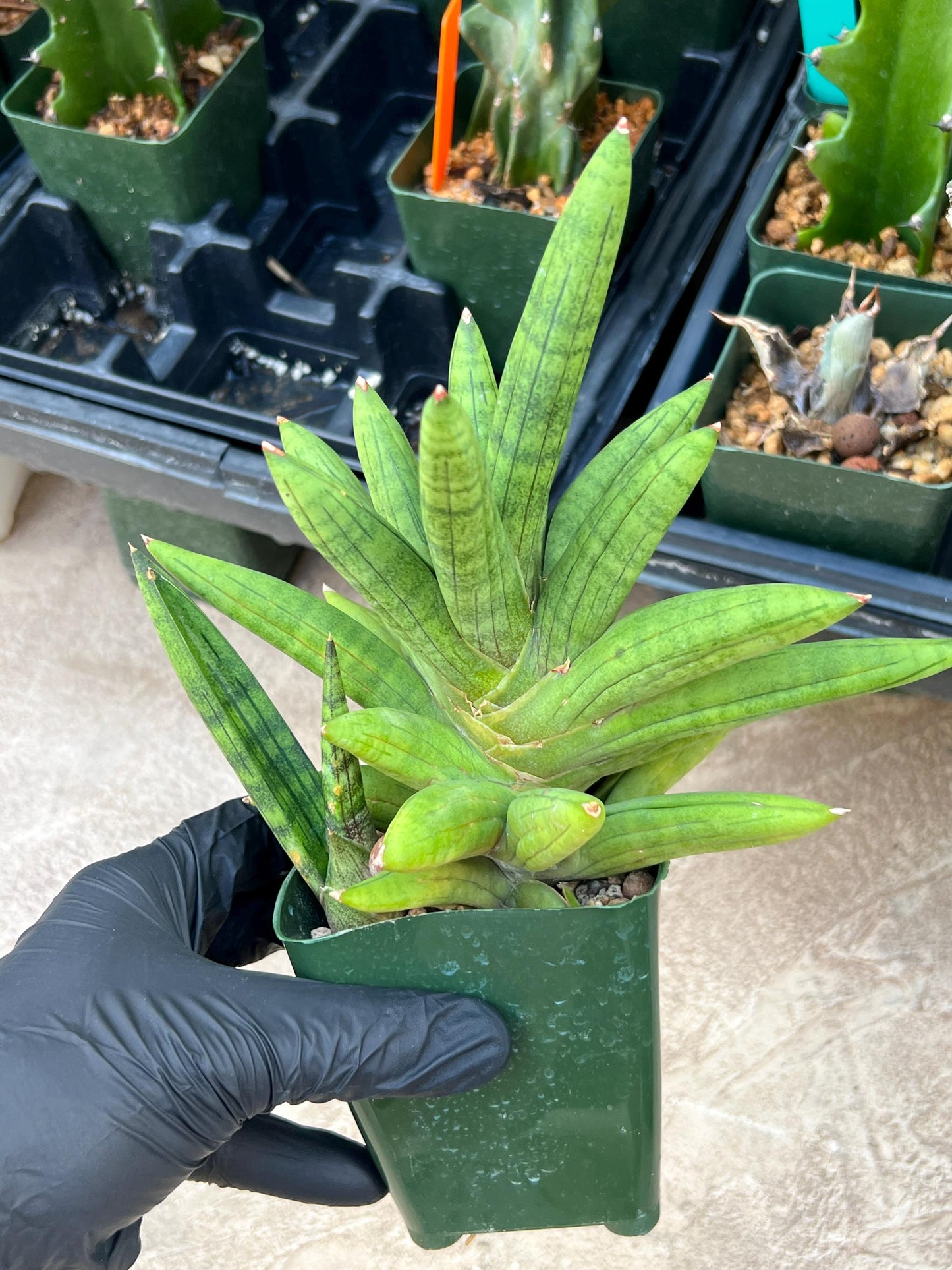 Sansevieria Mr. Hook XXL (C1) (Yellow) | Imported Plant