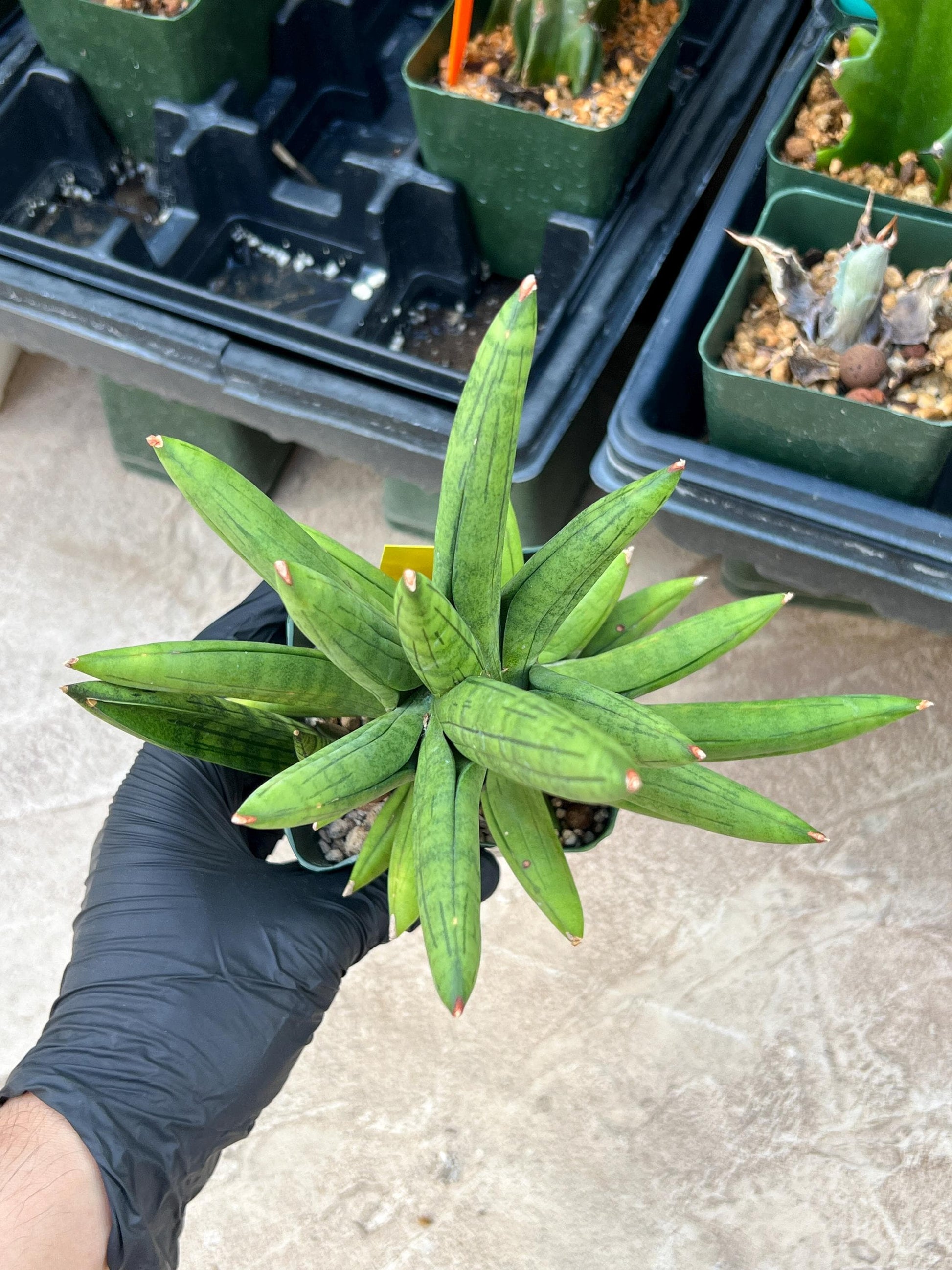 Sansevieria Mr. Hook XXL (C1) (Yellow) | Imported Plant