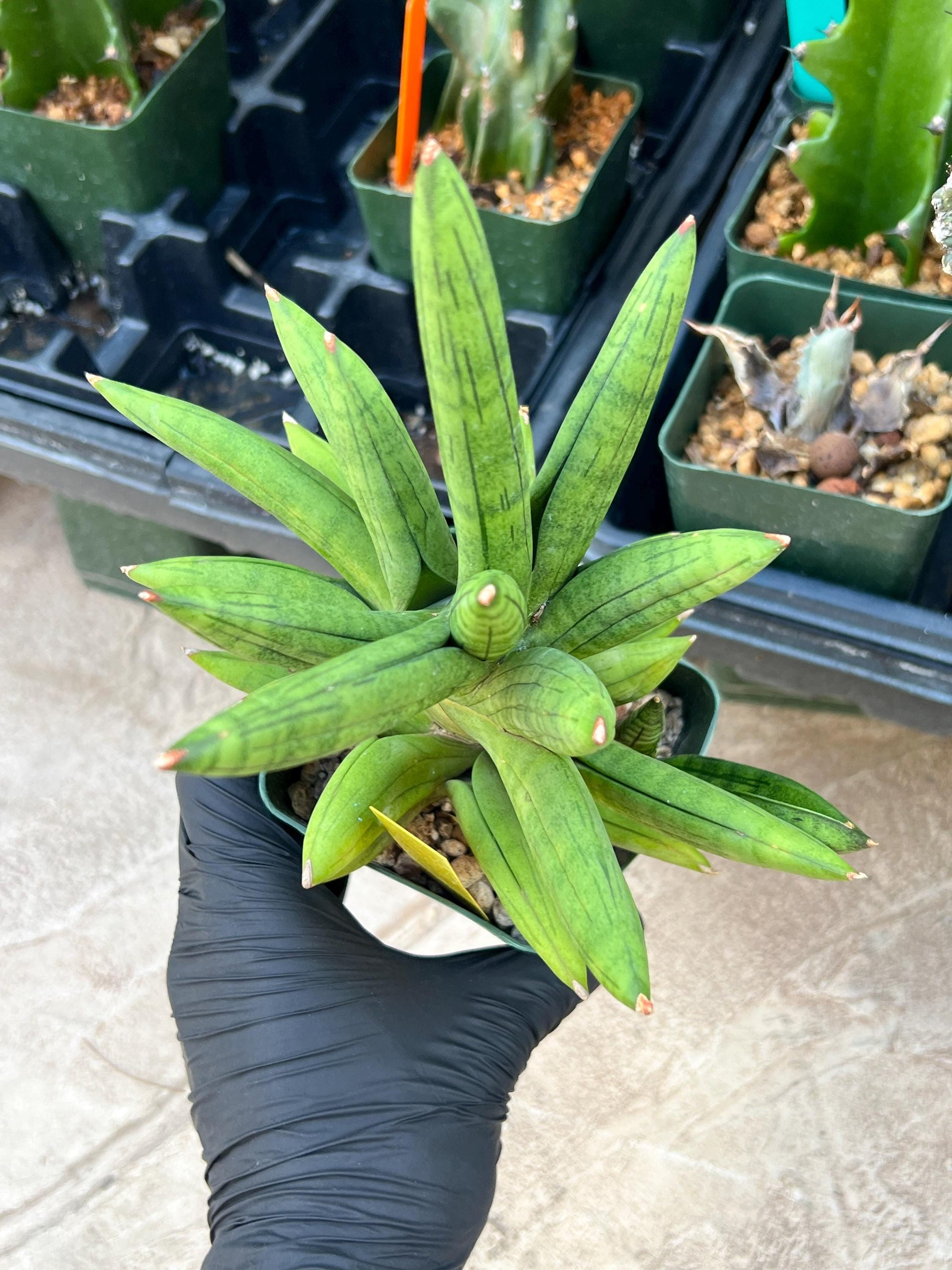 Sansevieria Mr. Hook XXL (C1) (Yellow) | Imported Plant
