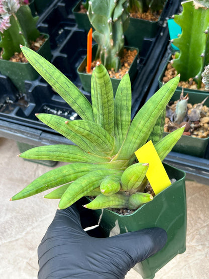 Sansevieria Mr. Hook XXL (C1) (Yellow) | Imported Plant