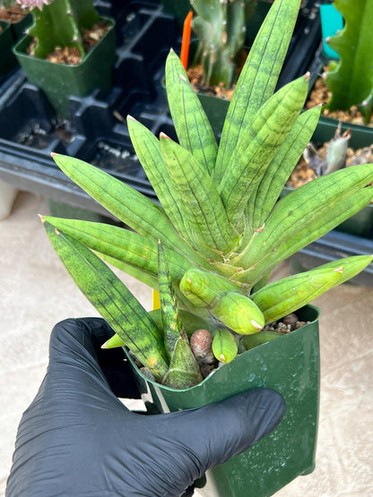 Sansevieria Mr. Hook XXL (C1) (Yellow) | Imported Plant