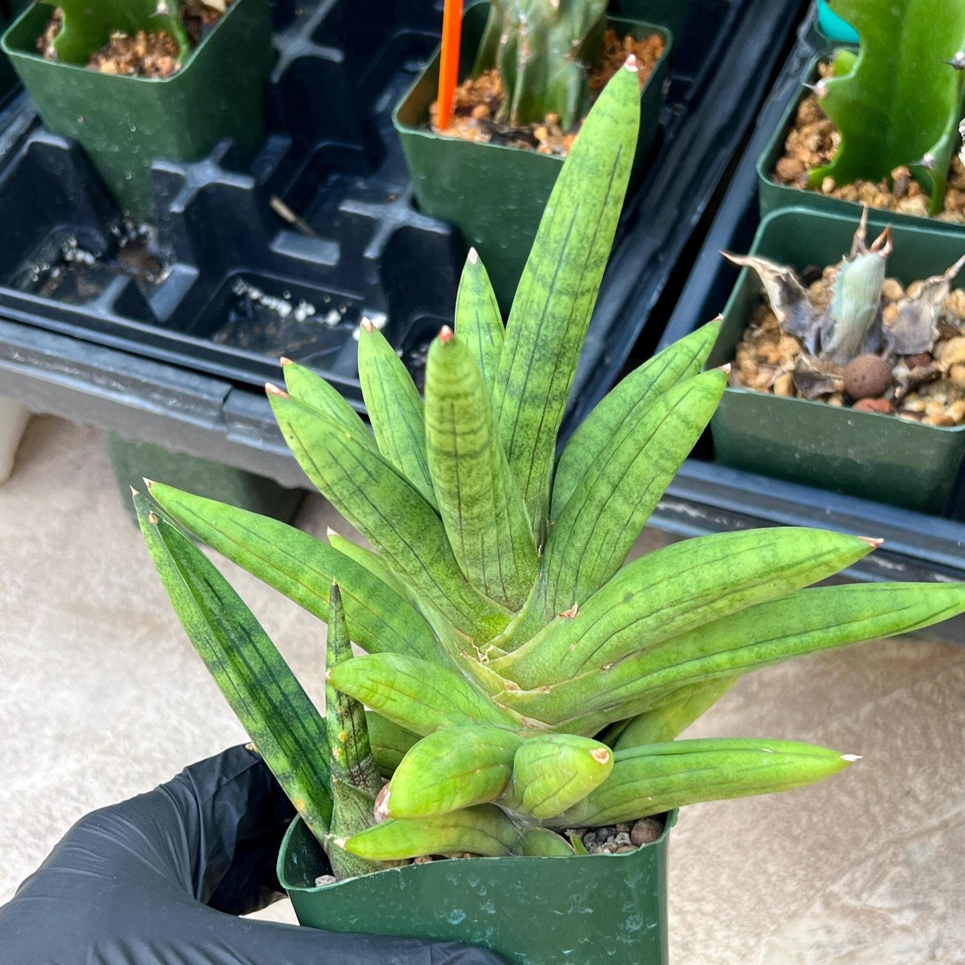 Sansevieria Mr. Hook XXL (C1) (Yellow) | Imported Plant