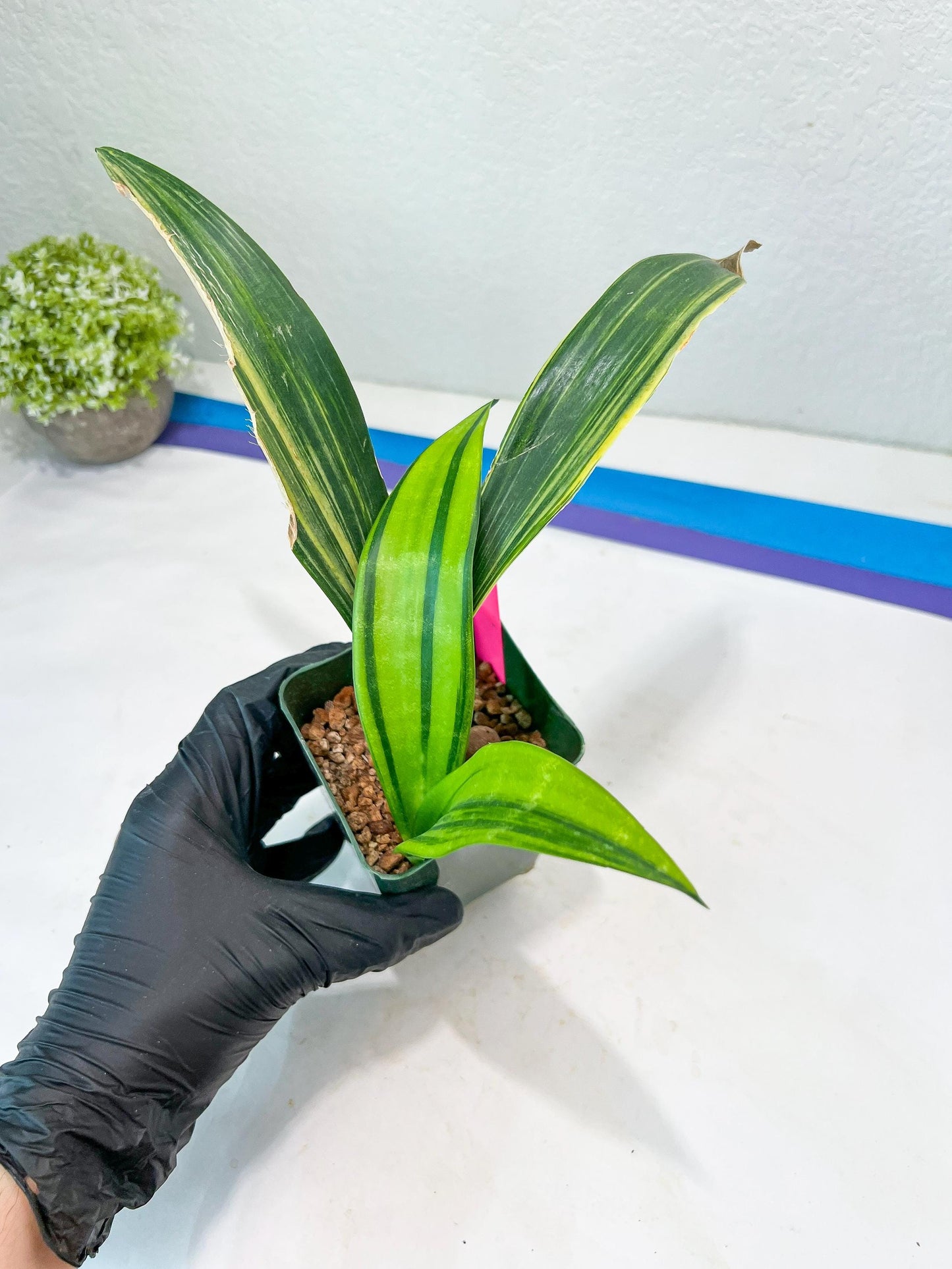Sansevieria Senegambica | Very Rare Import