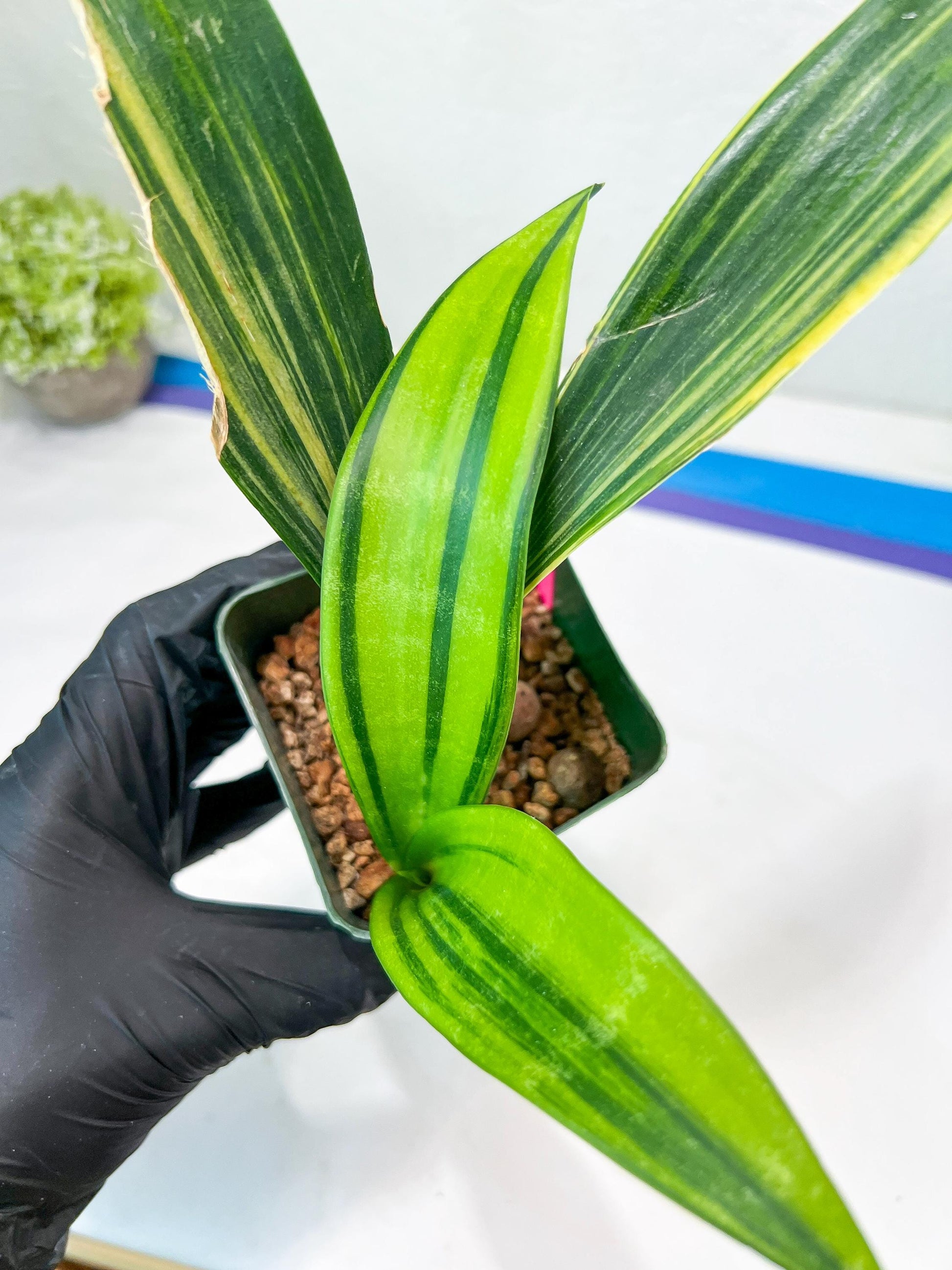 Sansevieria Senegambica | Very Rare Import