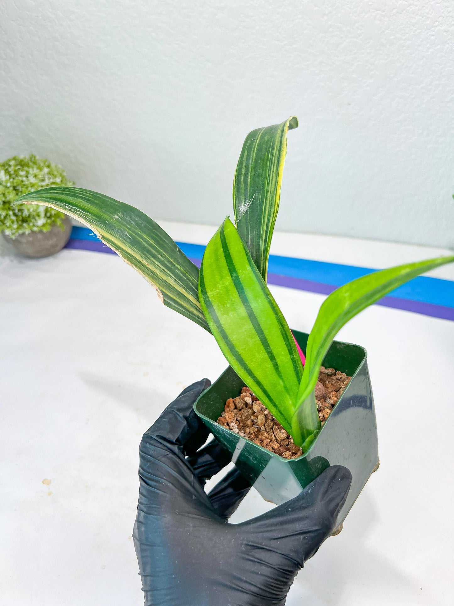 Sansevieria Senegambica | Very Rare Import