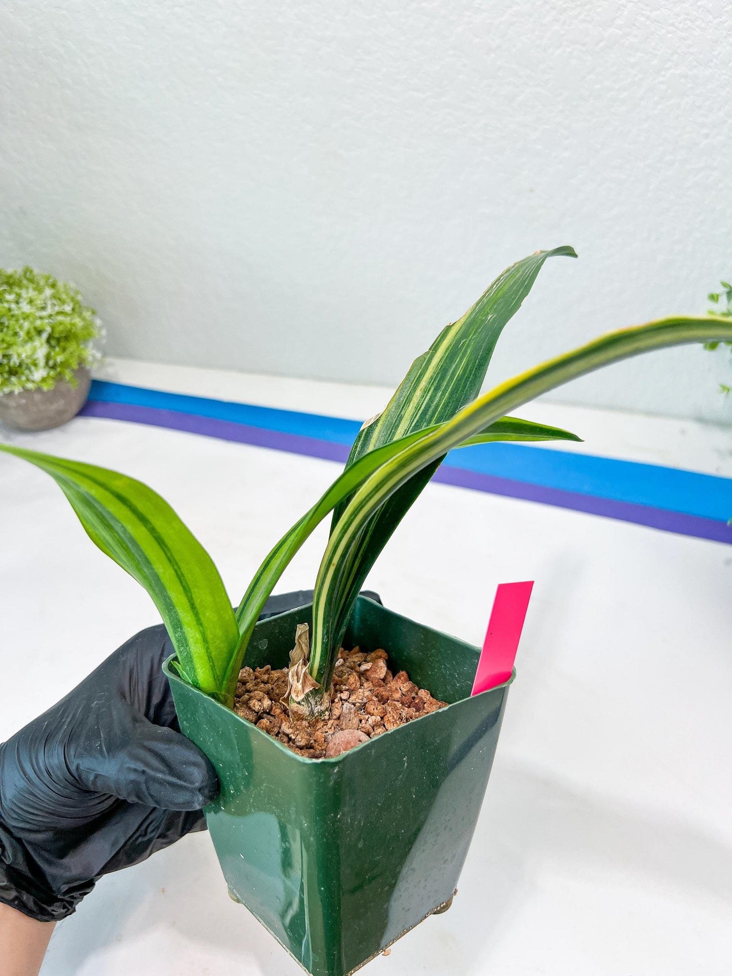 Sansevieria Senegambica | Very Rare Import