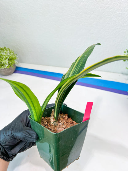Sansevieria Senegambica | Very Rare Import