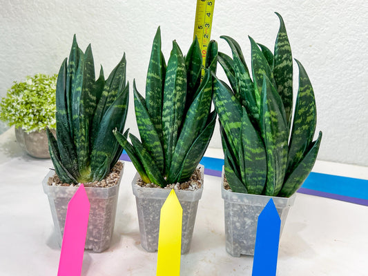 Sansevieria Gaste (P-Y-B) | Snake Plant | Imported Plants
