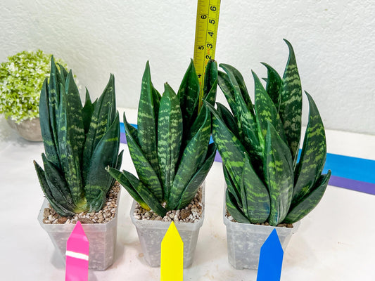 Sansevieria Gaste (P-Y-B) | Snake Plant | Imported Plants