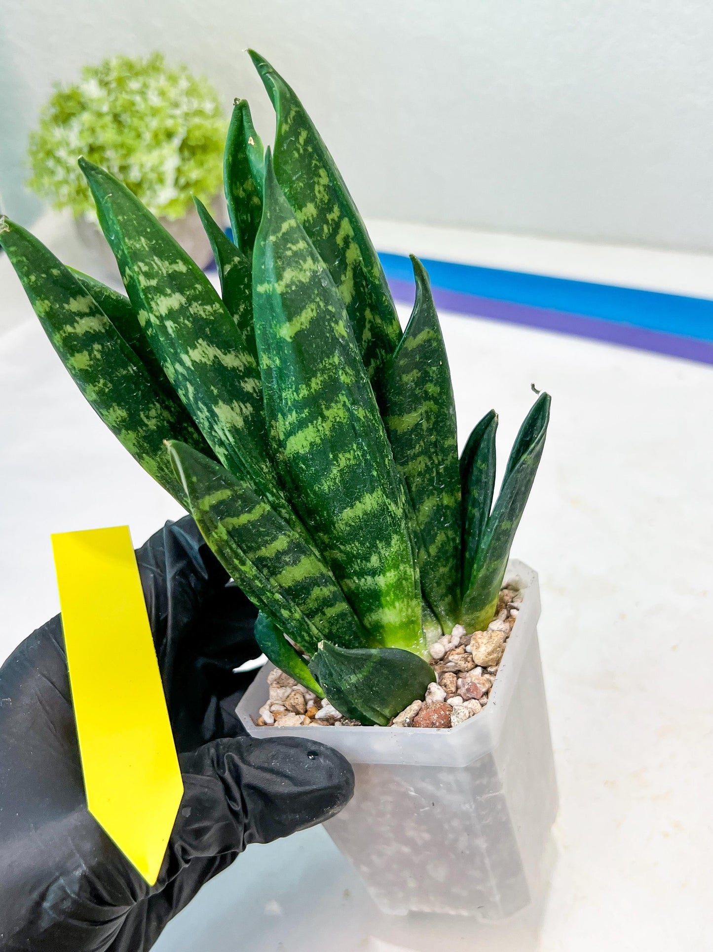 Sansevieria Gaste (P-Y-B) | Snake Plant | Imported Plants