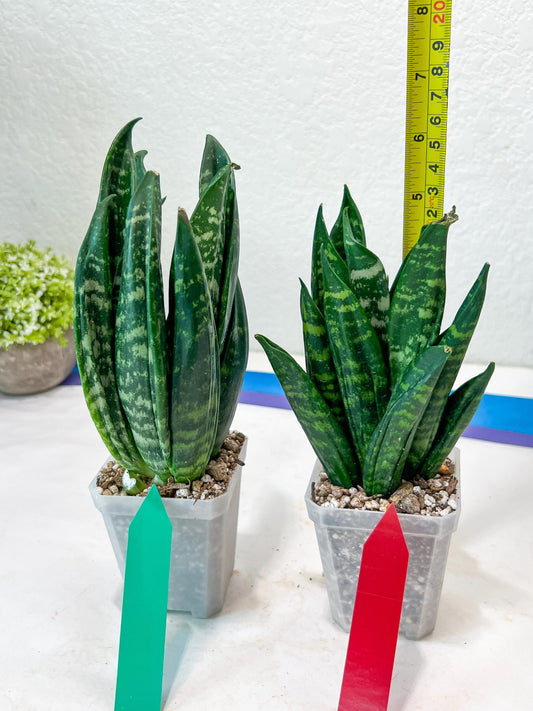 Sansevieria Gaste (G-R) | Snake Plant | Imported Plants