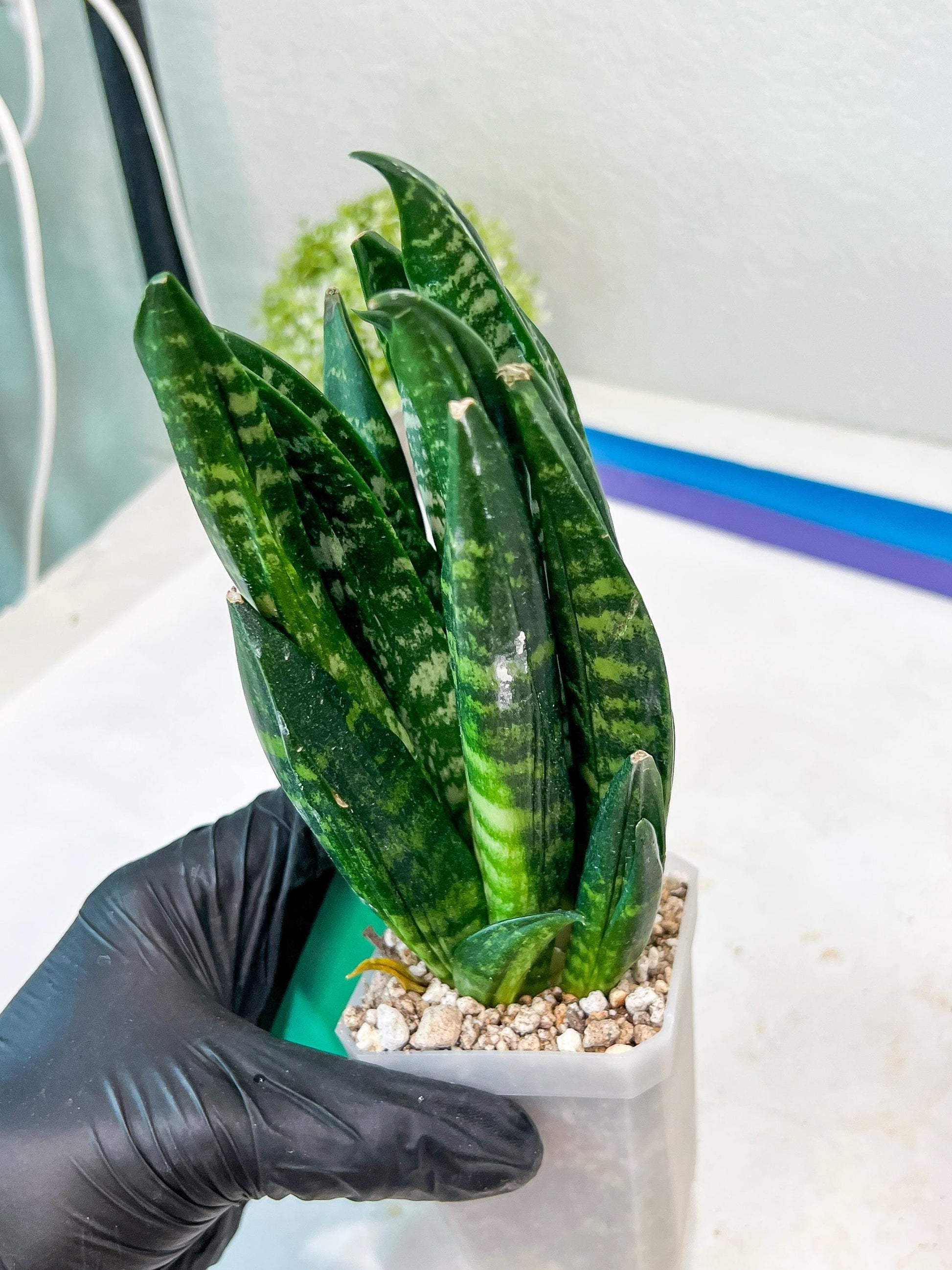 Sansevieria Gaste (G-R) | Snake Plant | Imported Plants