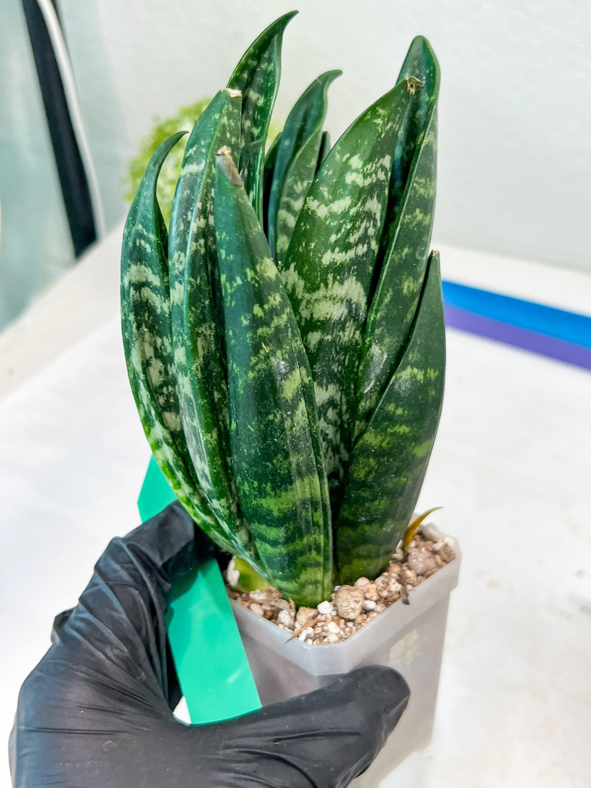 Sansevieria Gaste (G-R) | Snake Plant | Imported Plants