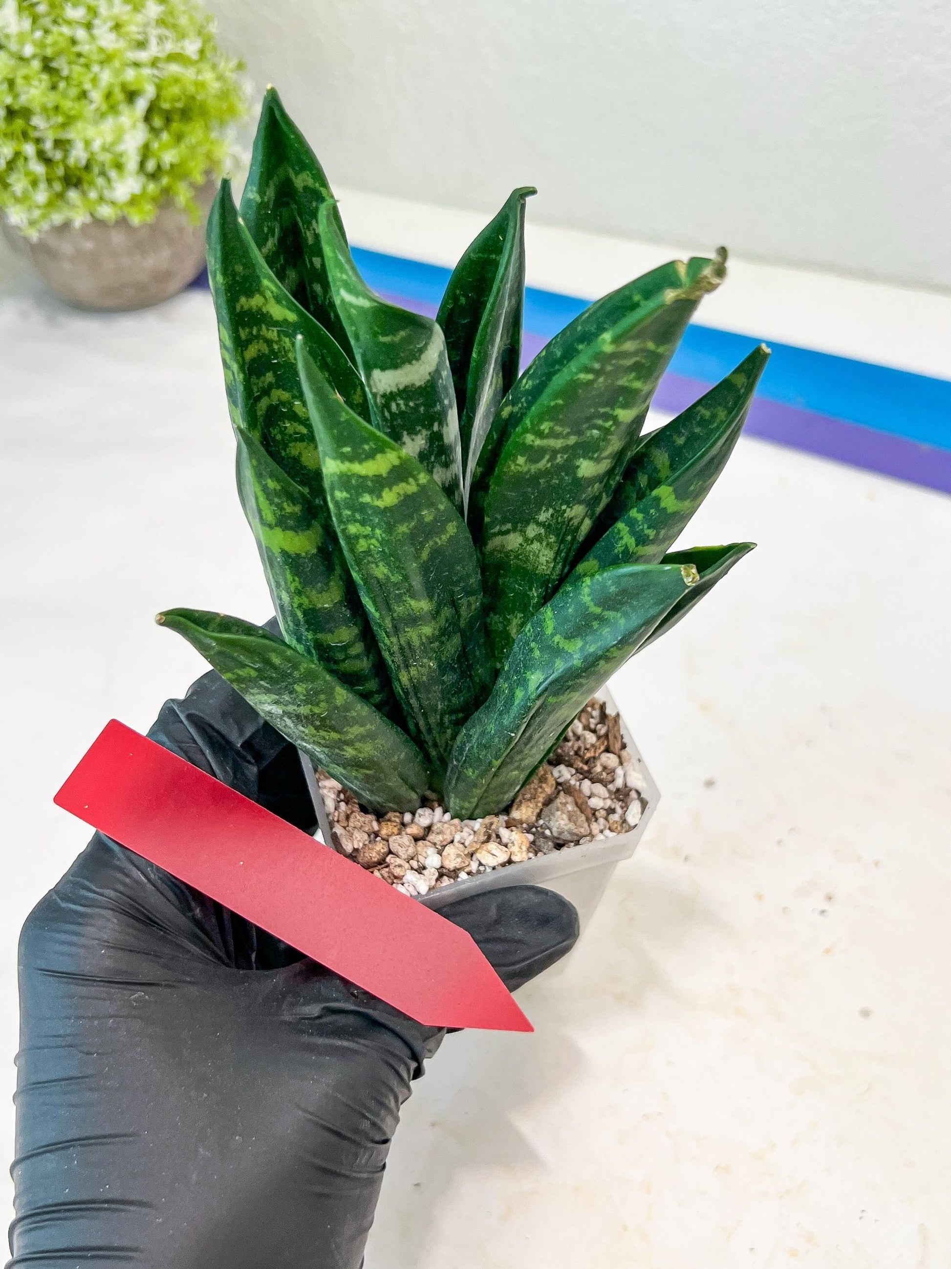 Sansevieria Gaste (G-R) | Snake Plant | Imported Plants