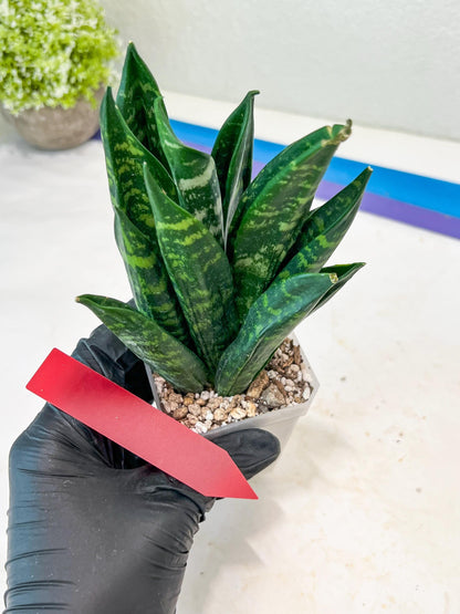 Sansevieria Gaste (G-R) | Snake Plant | Imported Plants