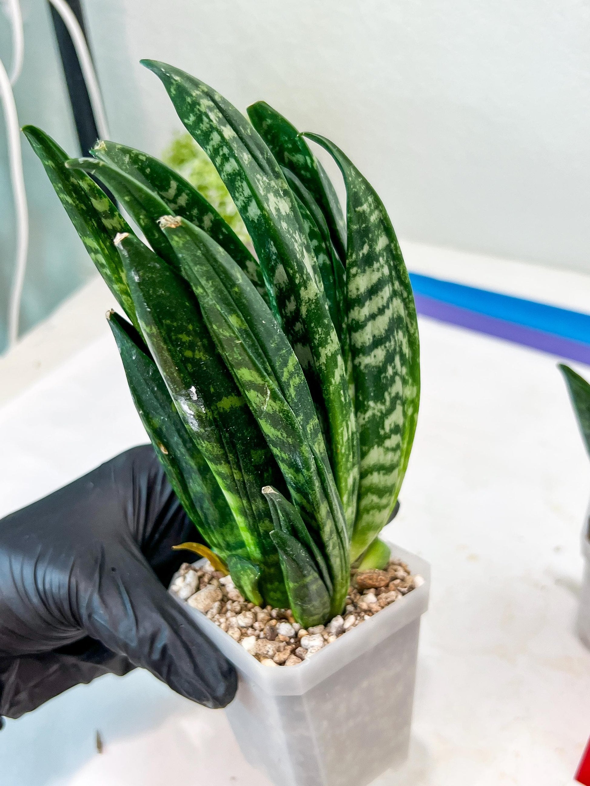 Sansevieria Gaste (G-R) | Snake Plant | Imported Plants