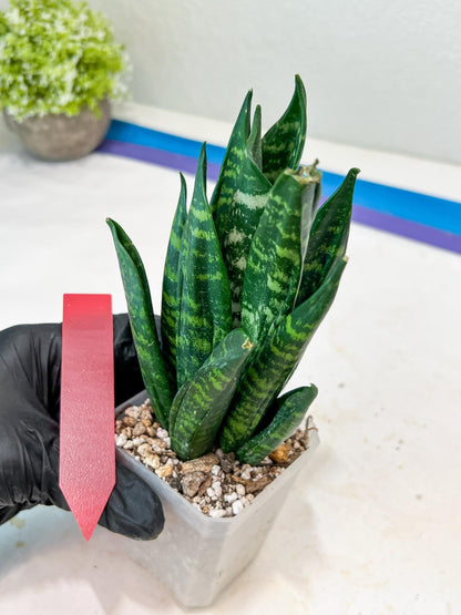 Sansevieria Gaste (G-R) | Snake Plant | Imported Plants