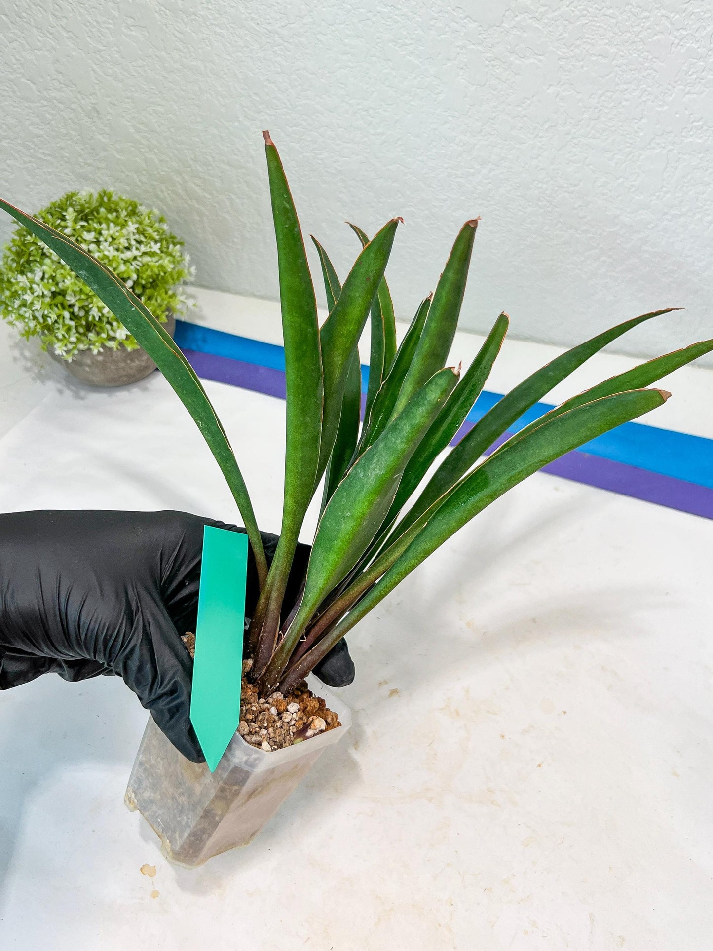 Sansevieria Violet (G-R-O) | Very Rare Import | rare Hybrid