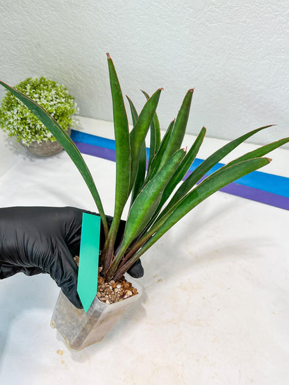 Sansevieria Violet (G-R-O) | Very Rare Import | rare Hybrid