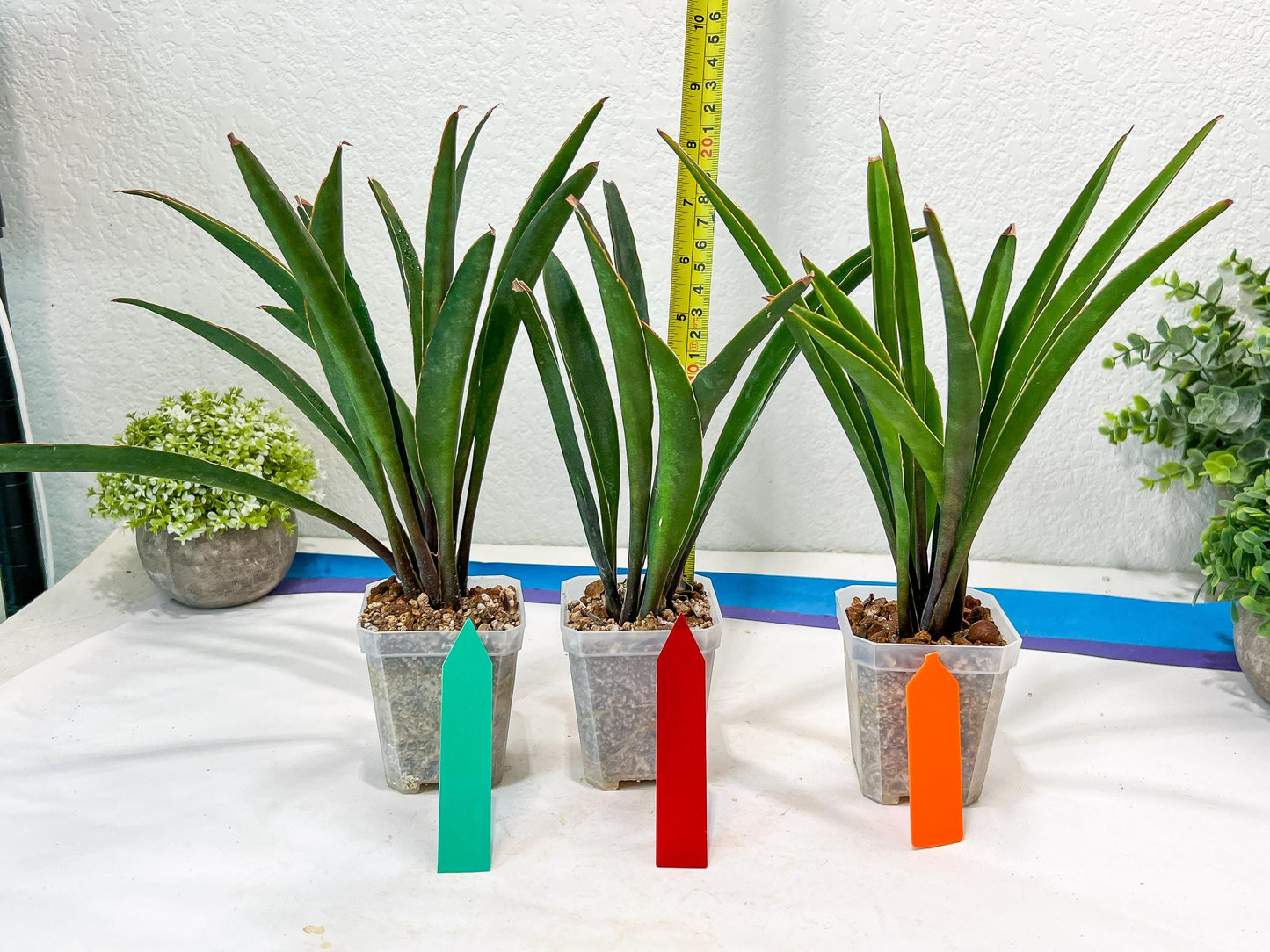 Sansevieria Violet (G-R-O) | Very Rare Import | rare Hybrid