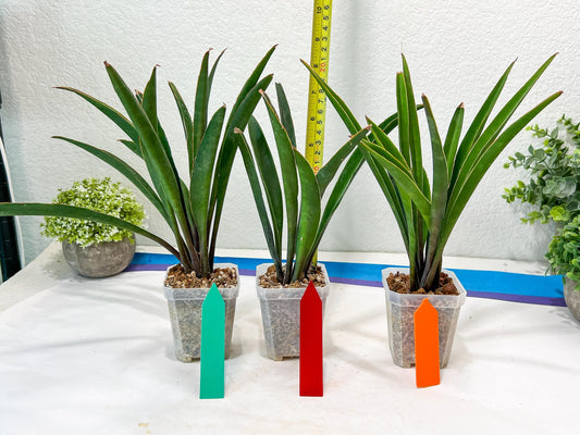 Sansevieria Violet (G-R-O) | Very Rare Import | rare Hybrid