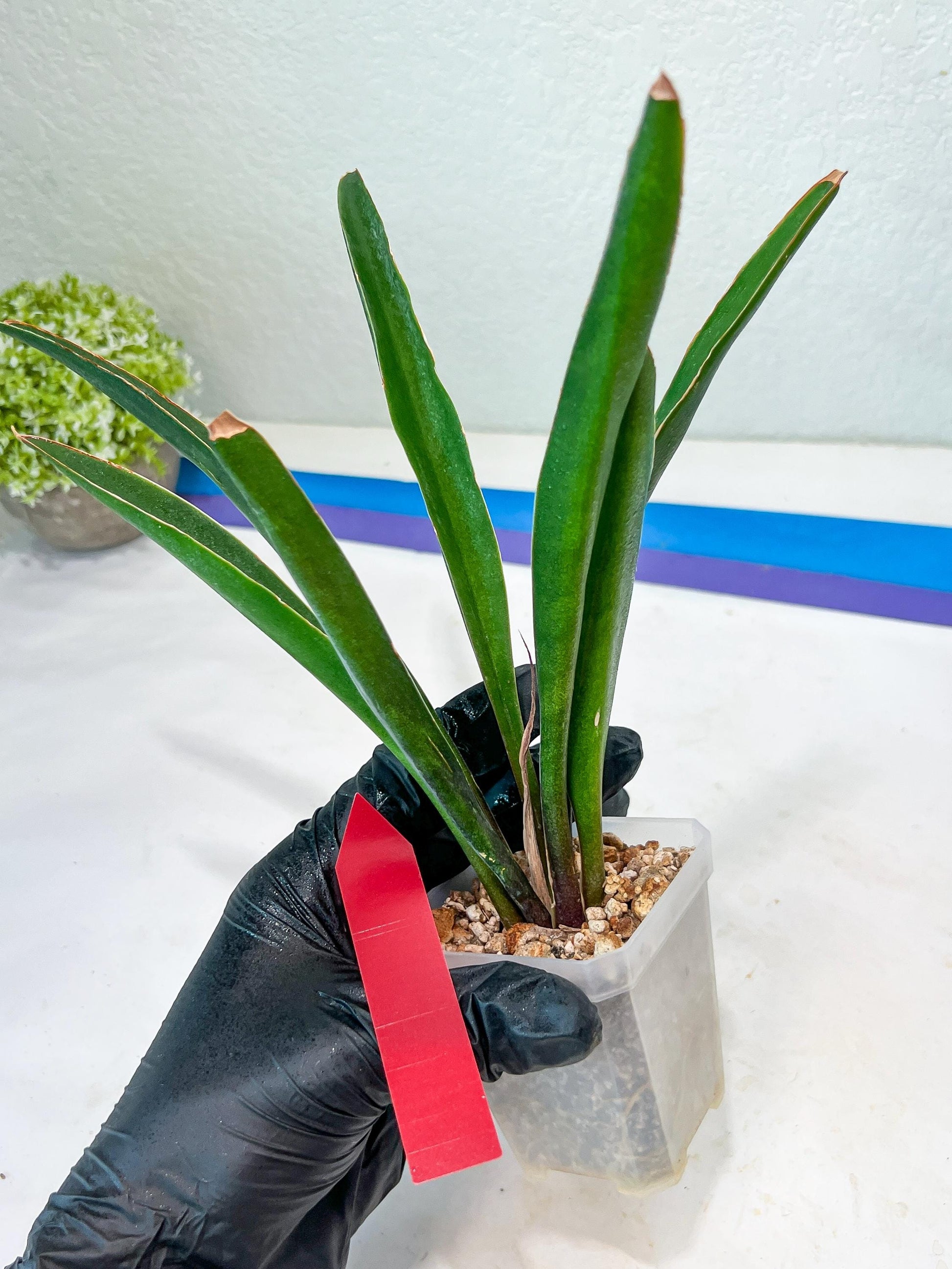 Sansevieria Violet (G-R-O) | Very Rare Import | rare Hybrid