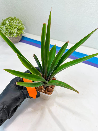 Sansevieria Violet (G-R-O) | Very Rare Import | rare Hybrid