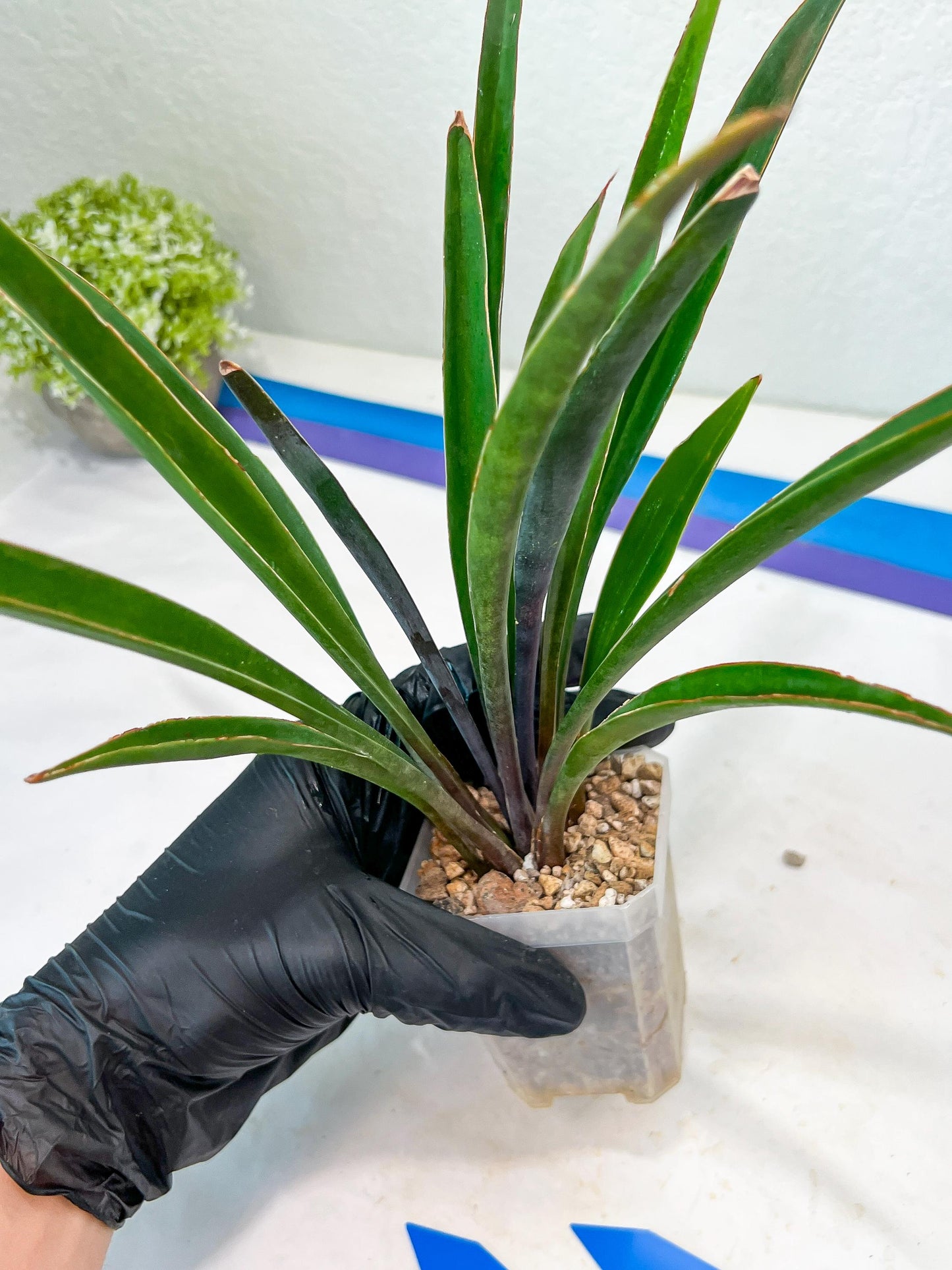 Sansevieria Violet (B-P) | Very Rare Import | rare Hybrid