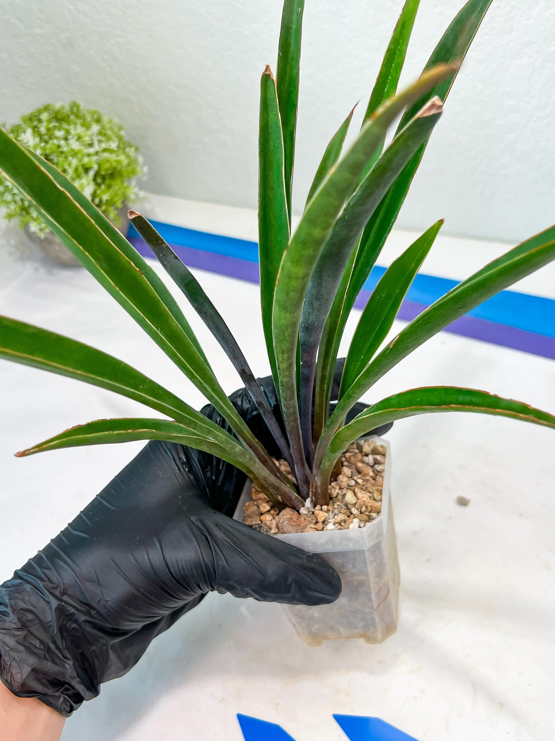 Sansevieria Violet (B-P) | Very Rare Import | rare Hybrid
