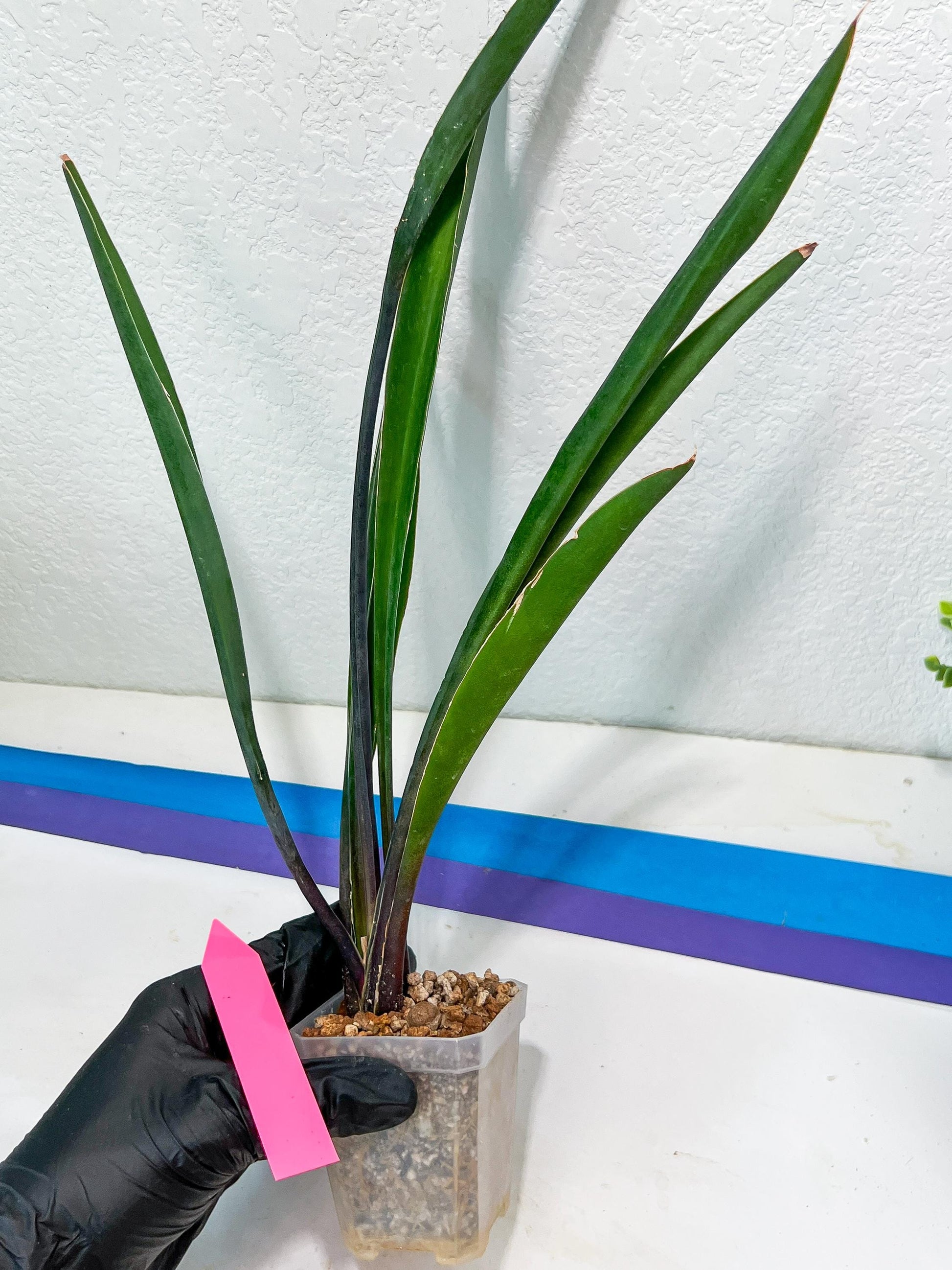 Sansevieria Violet (B-P) | Very Rare Import | rare Hybrid