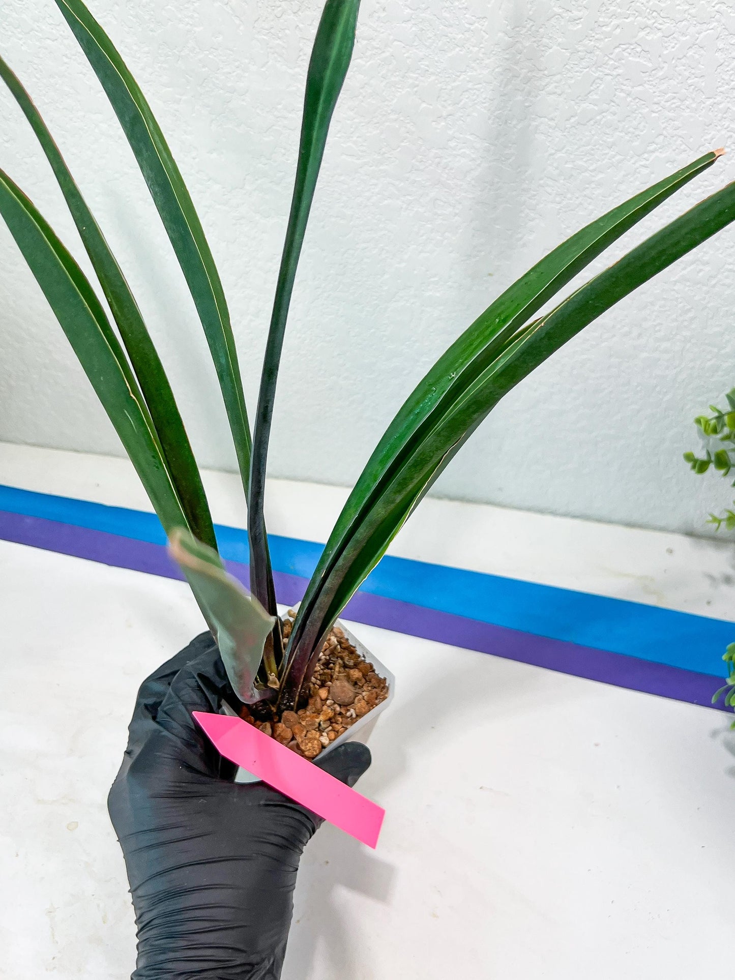 Sansevieria Violet (B-P) | Very Rare Import | rare Hybrid