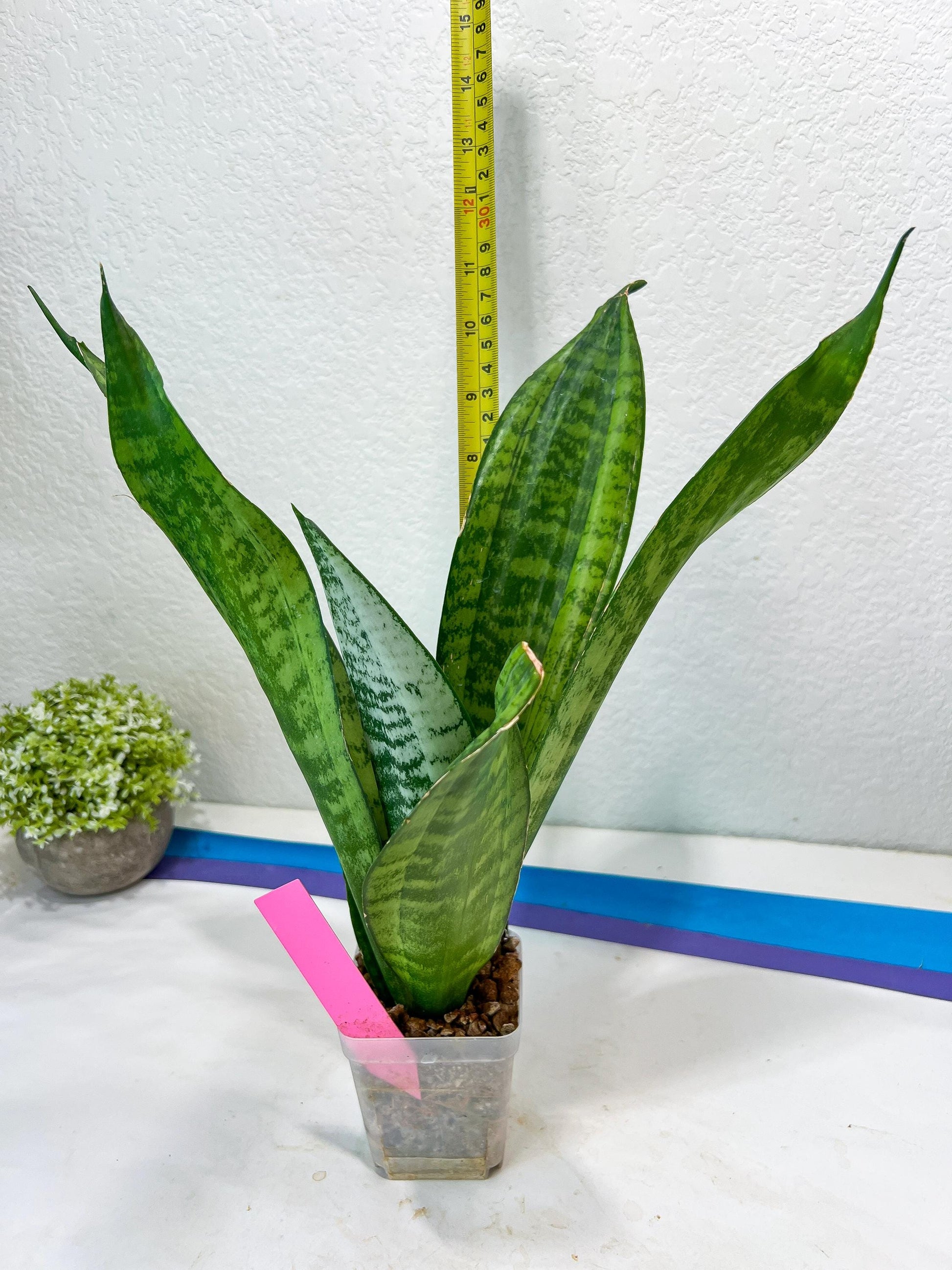 Sansevieria Moonshine Mutant | Choose Your Own Rare Plant