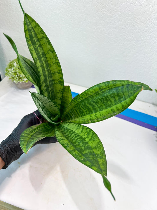 Sansevieria Moonshine Mutant | Choose Your Own Rare Plant