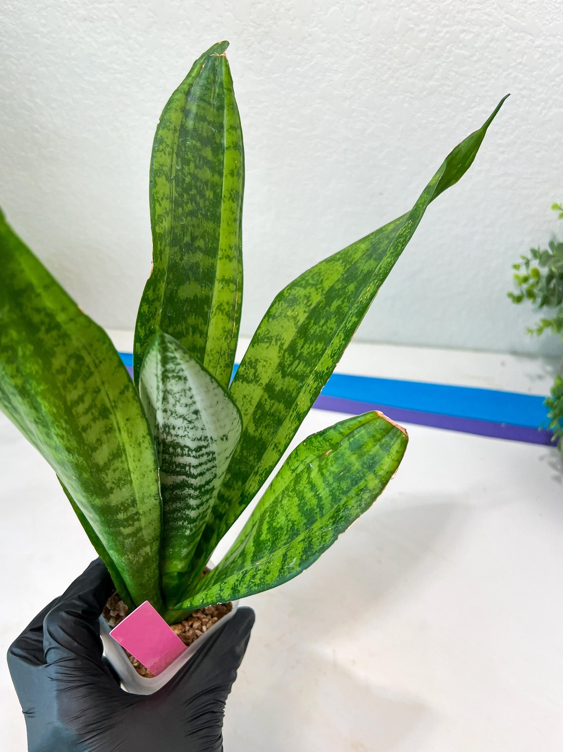 Sansevieria Moonshine Mutant | Choose Your Own Rare Plant