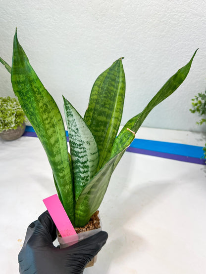 Sansevieria Moonshine Mutant | Choose Your Own Rare Plant
