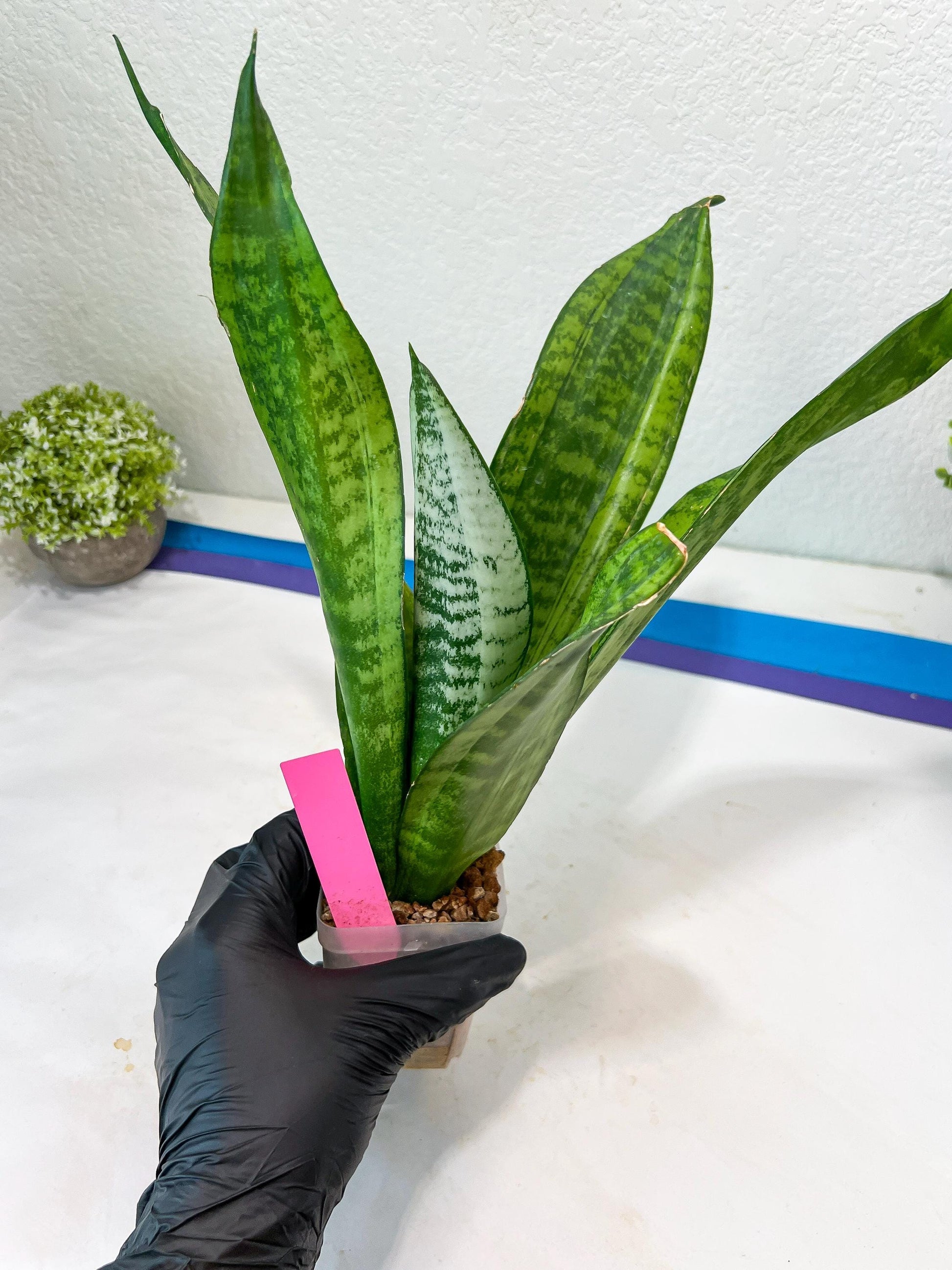 Sansevieria Moonshine Mutant | Choose Your Own Rare Plant