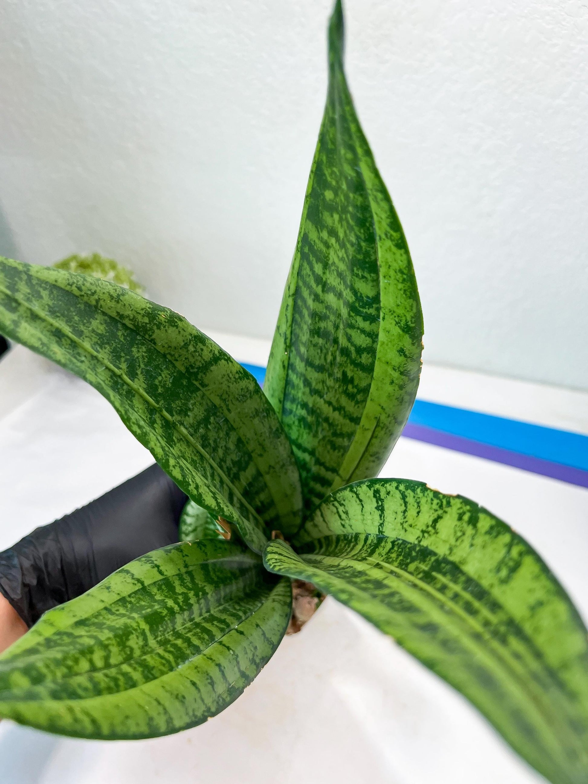 Sansevieria Moonshine Mutant | Imported Plants