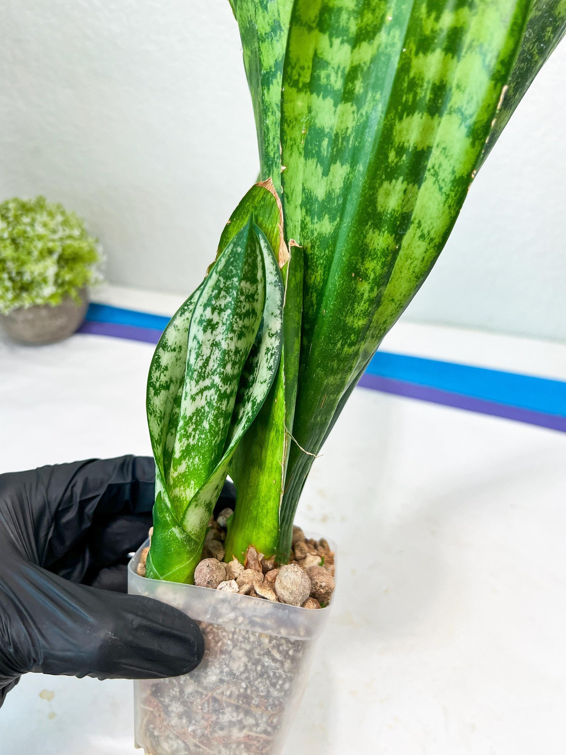 Sansevieria Moonshine Mutant | Imported Plants