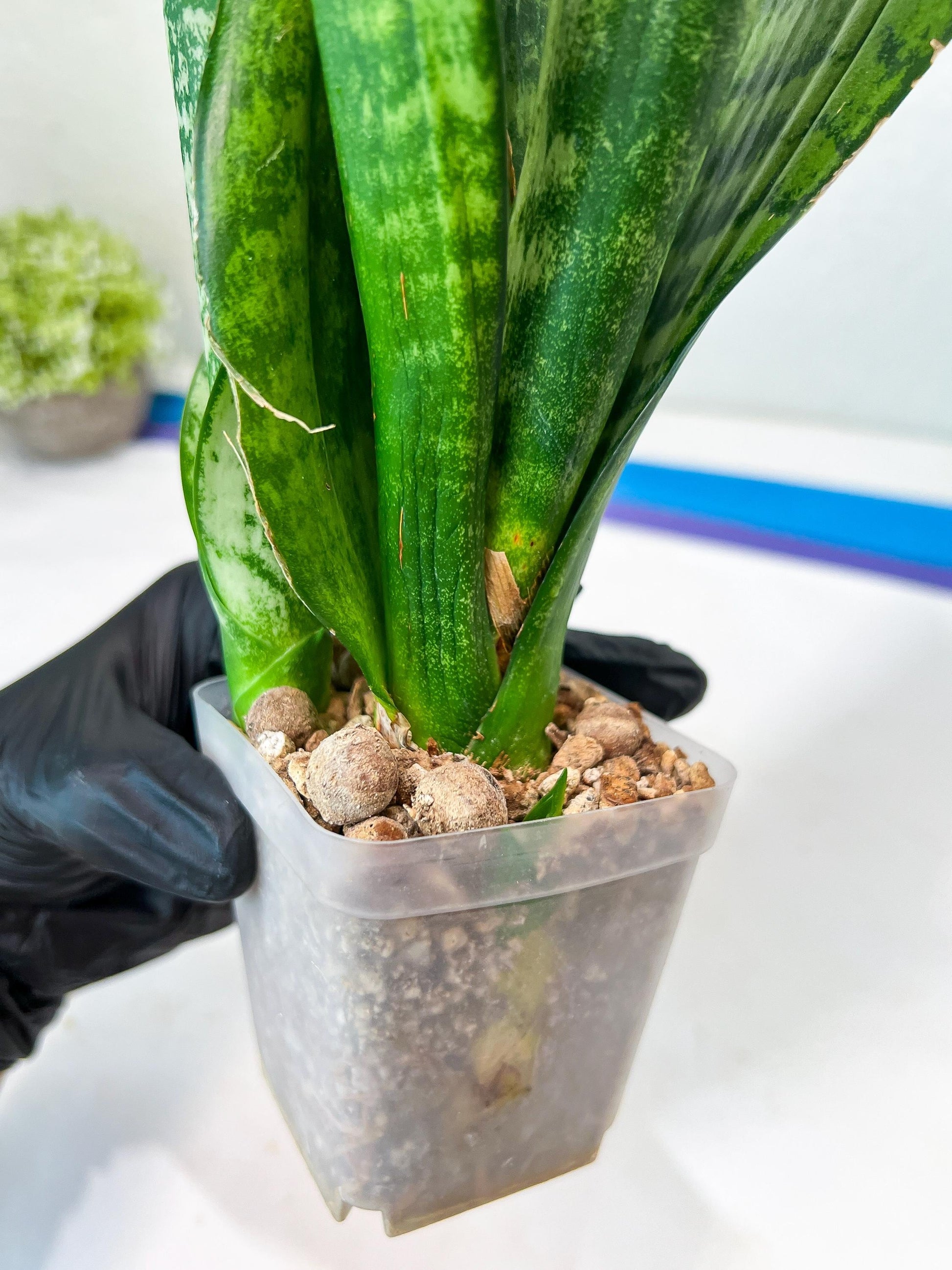 Sansevieria Moonshine Mutant | Imported Plants