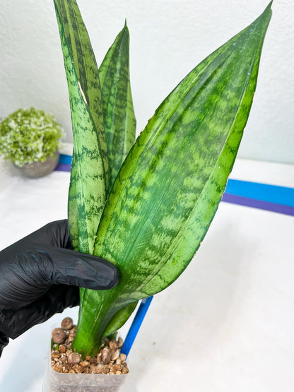 Sansevieria Moonshine Mutant | Imported Plants