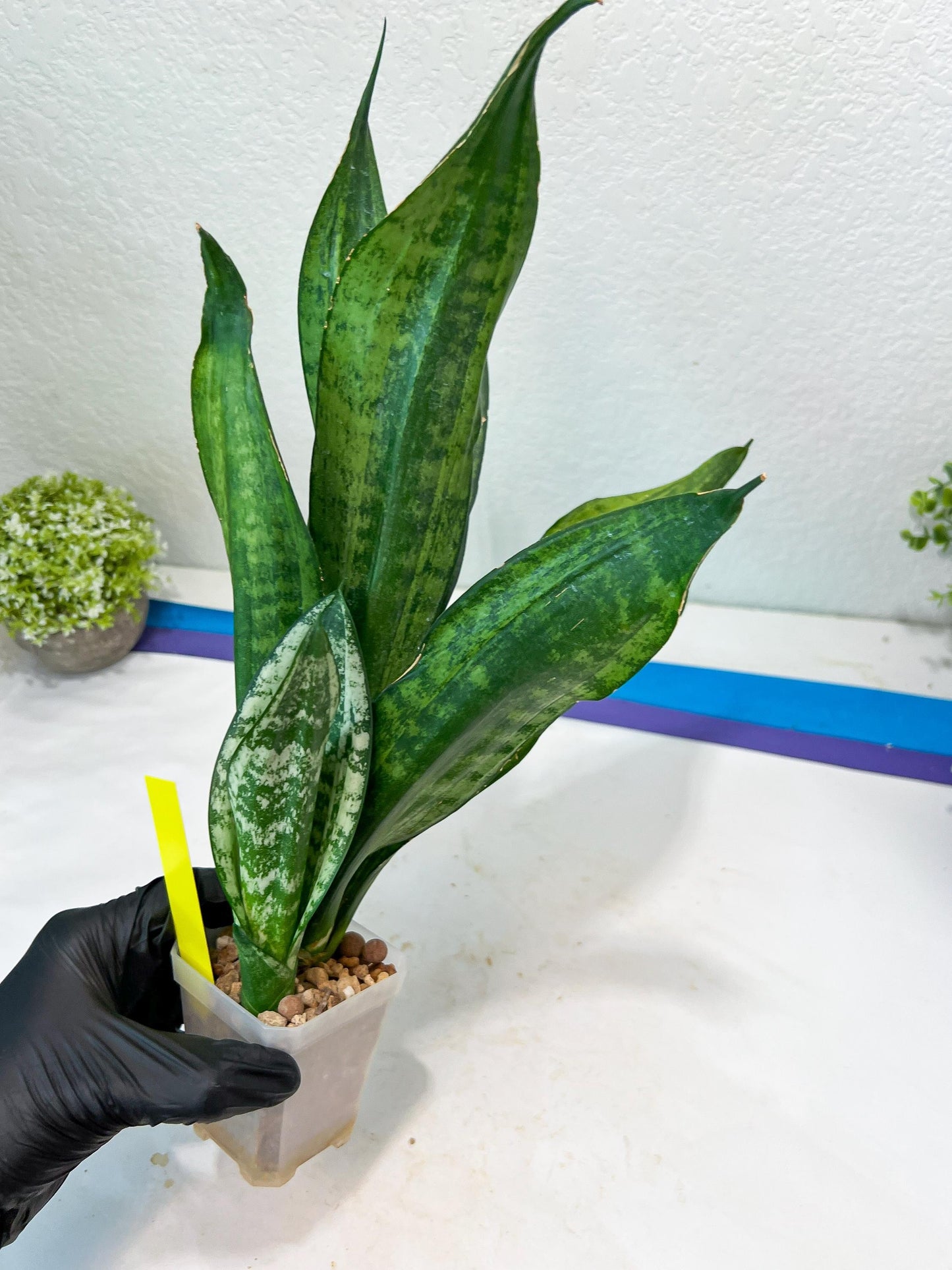 Sansevieria Moonshine Mutant (Y) | Imported Plants