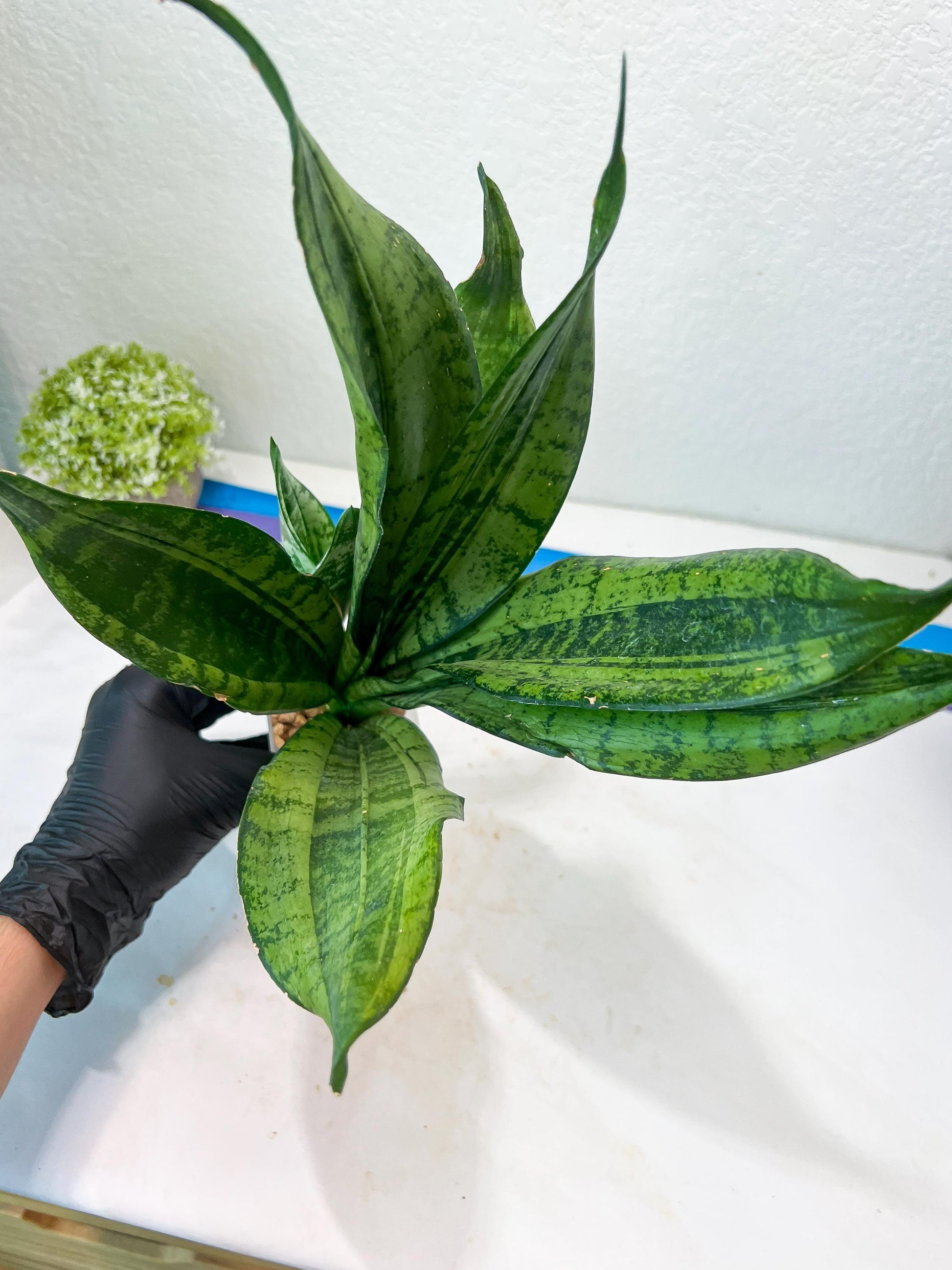Sansevieria Moonshine Mutant (Y) | Imported Plants